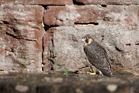 Wanderfalke Jungvogel (Falco peregrinus)