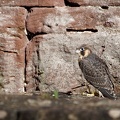 Wanderfalke Jungvogel (Falco peregrinus)