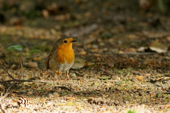Rotkehlchen (Erithacus rubecula)