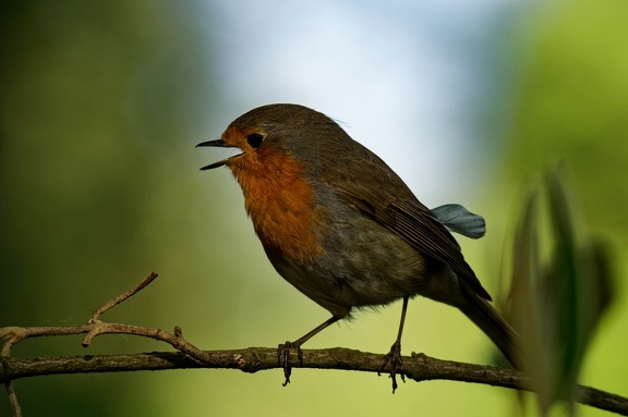 Rotkehlchen (Erithacus rubecula)