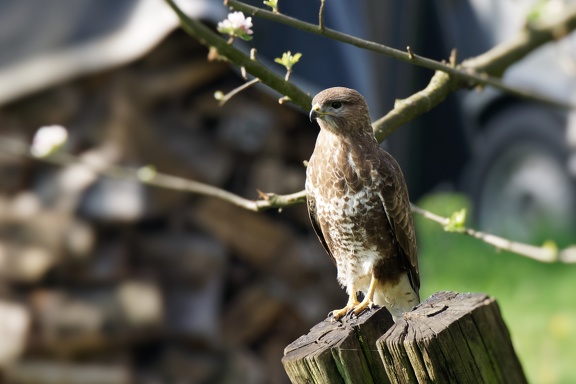 Mäusebussard (Buteo buteo)