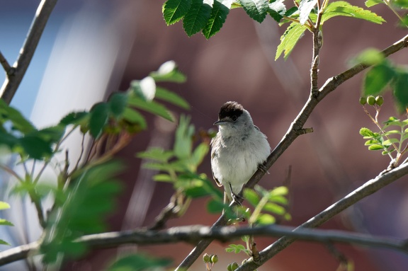 Mönchsgrasmücke (Sylvia atricapilla)