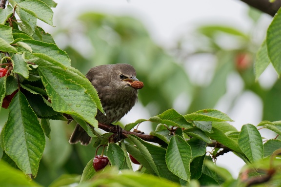 Star - Jungvogel (Sturnus vulgaris)