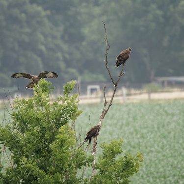 Viecher (leider nicht mehr ganz aktuell)