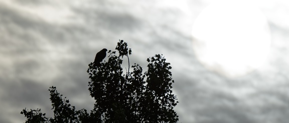 Mäusebussard (Buteo buteo)