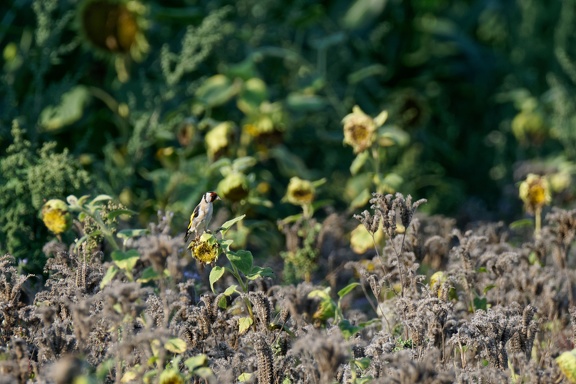 Stieglitz (Carduelis carduelis)