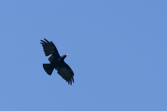 Alpenkrähe (Pyrrhocorax pyrrhocorax)