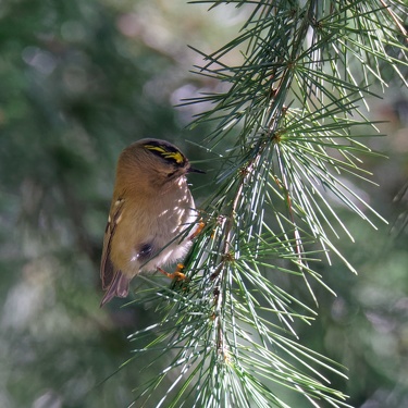 Viecher (leider nicht mehr ganz aktuell)