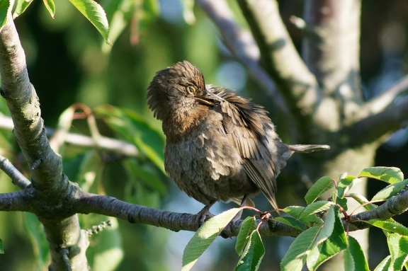 Amsel (Turdus merula)