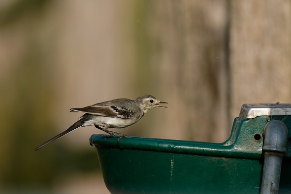 Bachstelze (Motacilla alba)