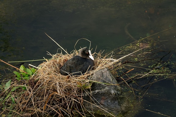 Teichhuhn (Gallinula chloropus)