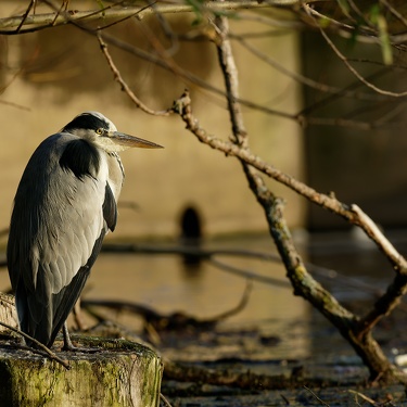 Viecher (leider nicht mehr ganz aktuell)
