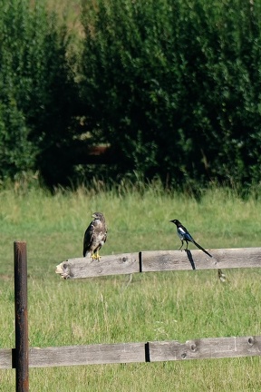 Mäusebussard (Buteo buteo)