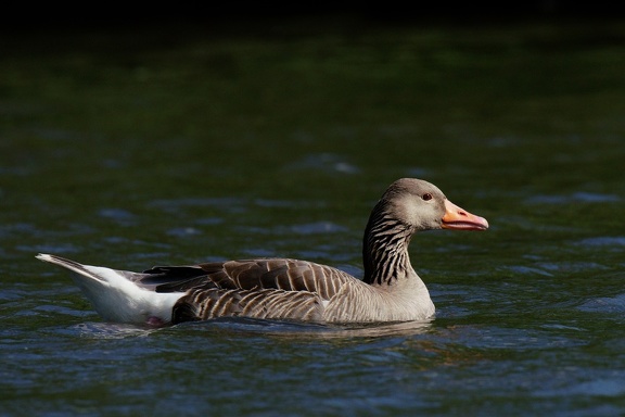 Graugans (Anser anser)