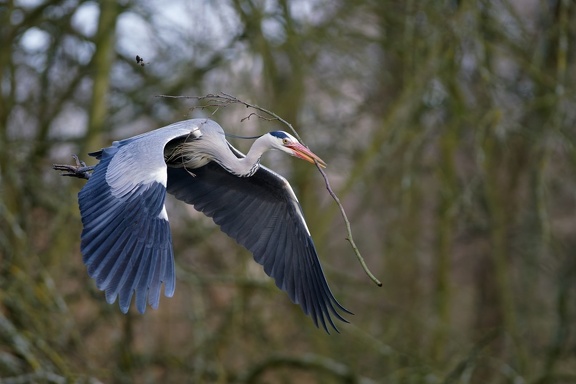 Graureiher (Ardea cinerea)