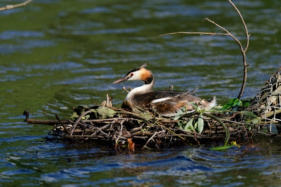 Haubentaucher (Podiceps cristatus)