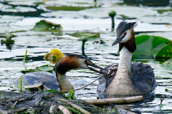 Haubentaucher (Podiceps cristatus)