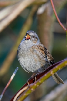 Heckenbraunelle (Prunella modularis)