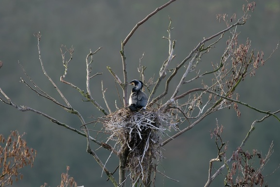 Kormoran (Phalacrocorax carbo)