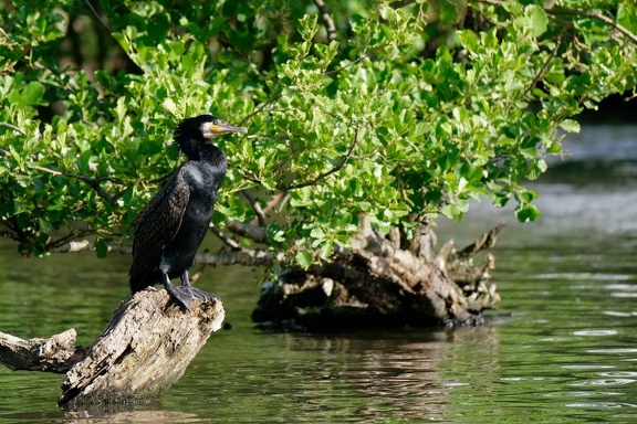Kormoran (Phalacrocorax carbo)