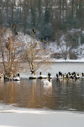 Kormoran (Phalacrocorax carbo)