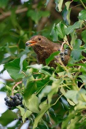 Amsel (Turdus merula)