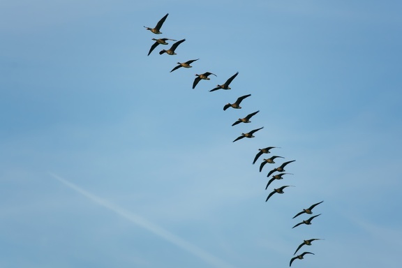 Blässgänse (Anser albifrons)
