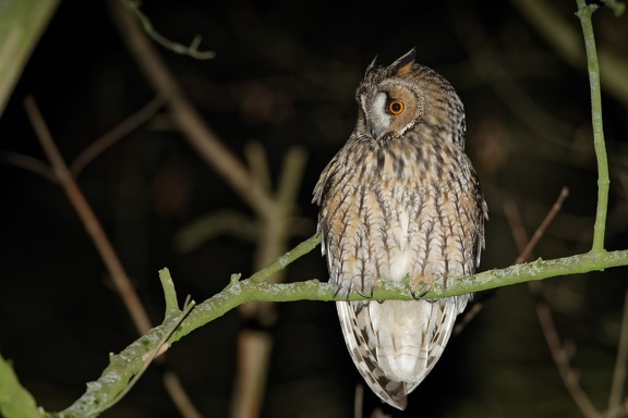 Waldohreule (Asio otus)