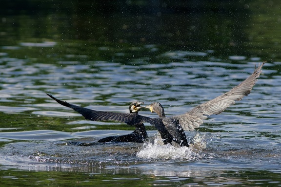 Kormoran (Phalacrocorax carbo)