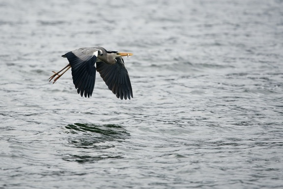 Graureiher (Ardea cinerea)
