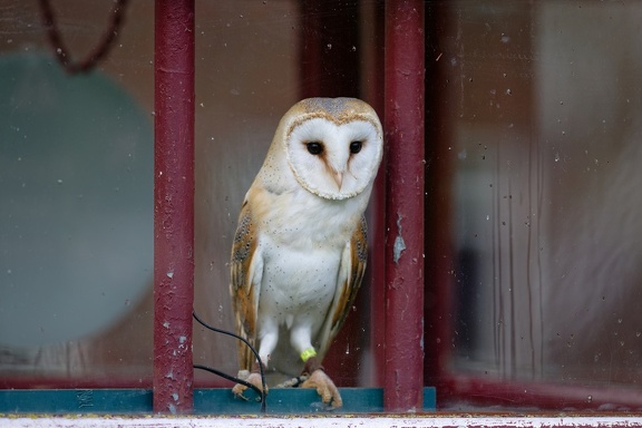 20240420 TVF 6534 DxO