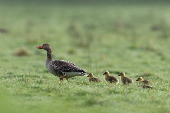 20240417 TVF 5138 DxO