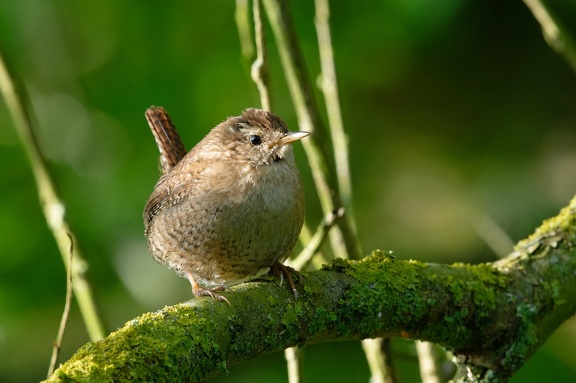 20240427 TVF 9267 DxO