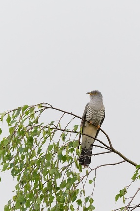 20240504 TVF 0215 DxO