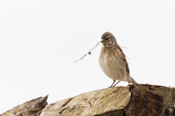 20240410 TVF 1668 DxO